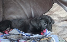 Labrador Retriever dogs for sale: Black Labrador Retriever Puppies - Image 12