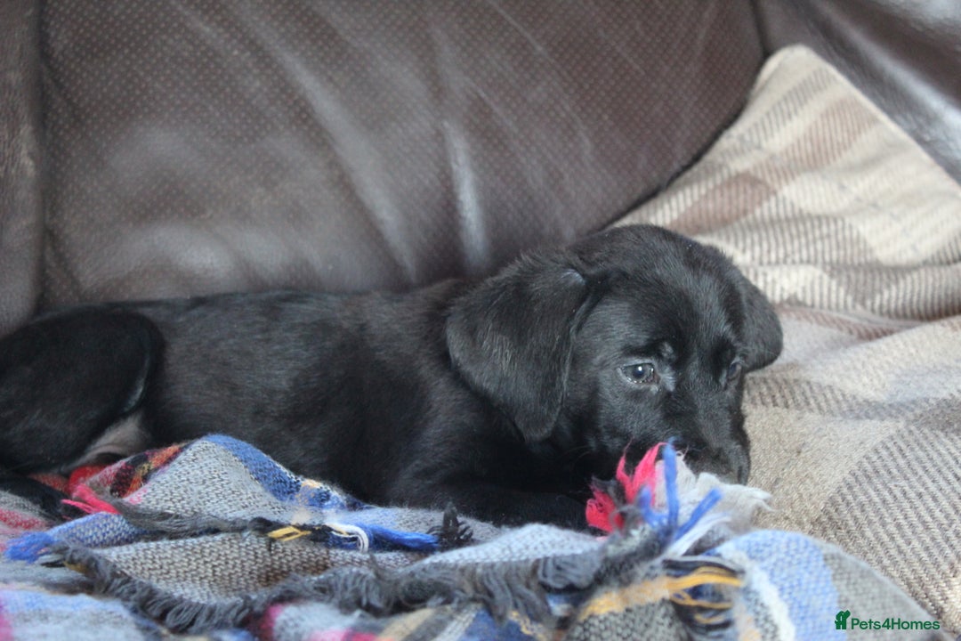 Labrador Retriever dogs for sale: Black Labrador Retriever Puppies - Image 12