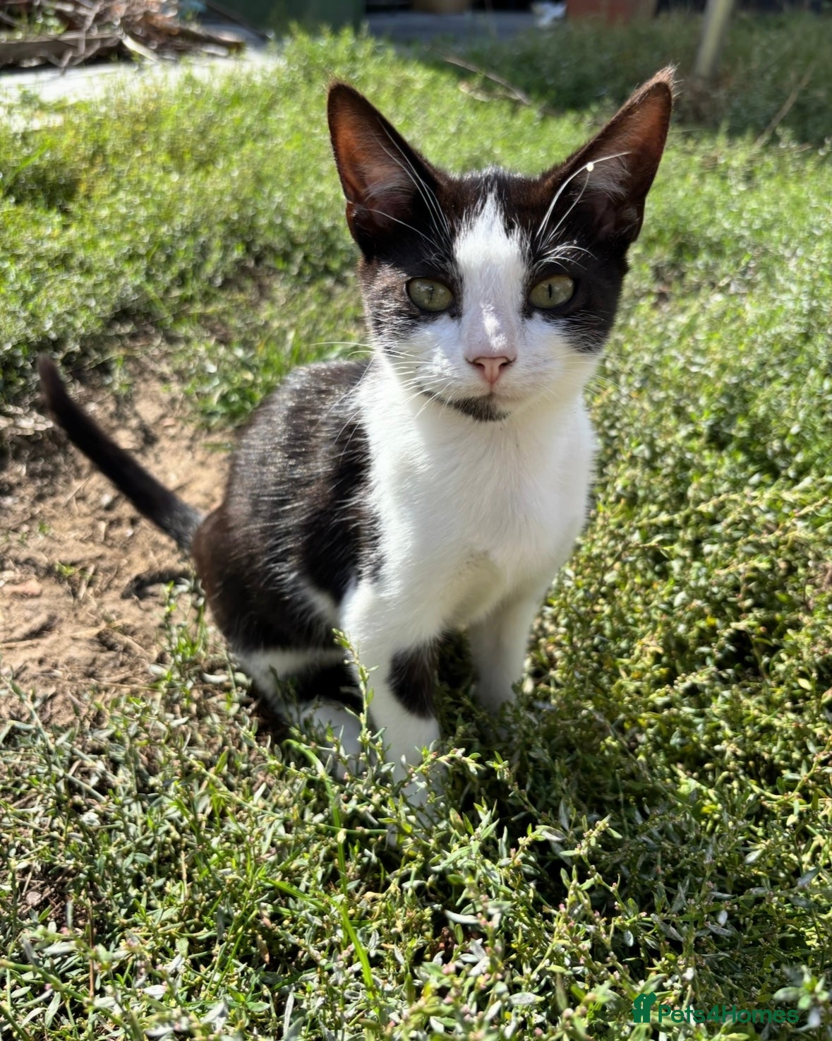 Domestic Shorthair cats 2 Male Cats to be rehomed - Advert 1