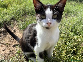 Domestic Shorthair cats 2 Male Cats to be rehomed - Advert 1