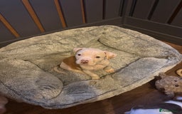 American Bulldog dogs for sale: Female American bulldog puppy - Image 1