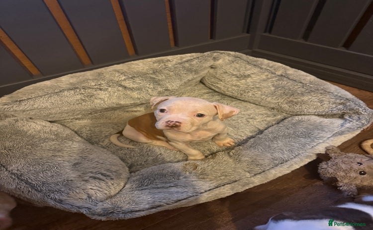 American Bulldog dogs - Advert 6