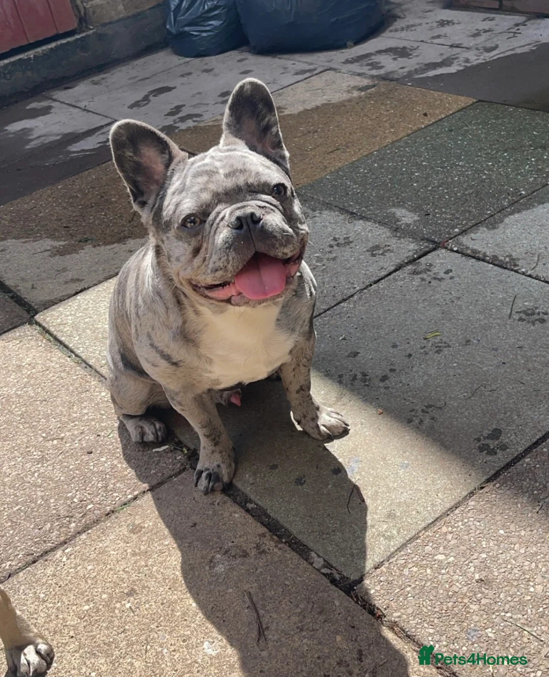 French Bulldog dogs for stud: blue Merle French bulldog stud  in Birmingham - Advert 1