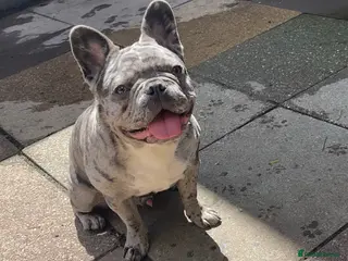 French Bulldog dogs blue Merle French bulldog stud in Birmingham - Advert 9