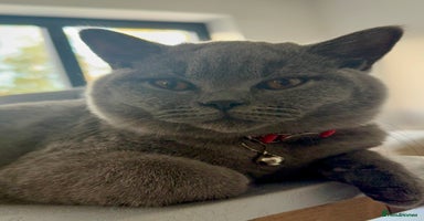 British Shorthair cats British Blue Short Hair Pedigree Champion  - Advert 5