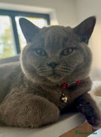 British Shorthair cats British Blue Short Hair Pedigree Champion - Advert 5