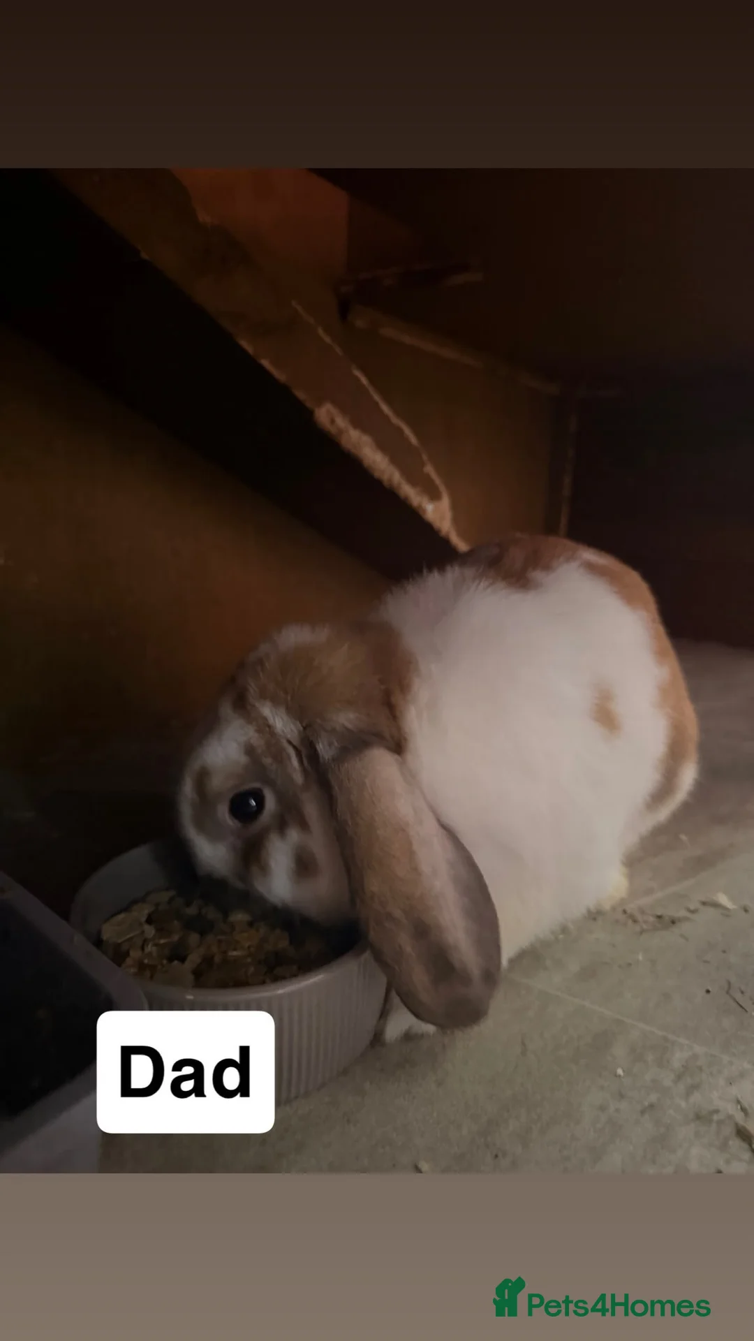 French Lop rabbits for sale: French lop babies  in Dudley - Advert 10