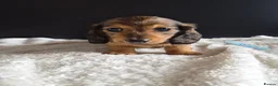 Miniature Dachshund dogs for sale: KC Reg Miniature Long-Haired Dachshund Ready Now!  - Advert 9