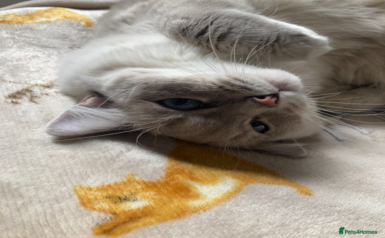 Ragdoll cats - Advert 11