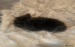 Lionhead rabbits for sale: Beautiful DoubleMane Lionhead Baby Bunnies/Rabbits - Image 15