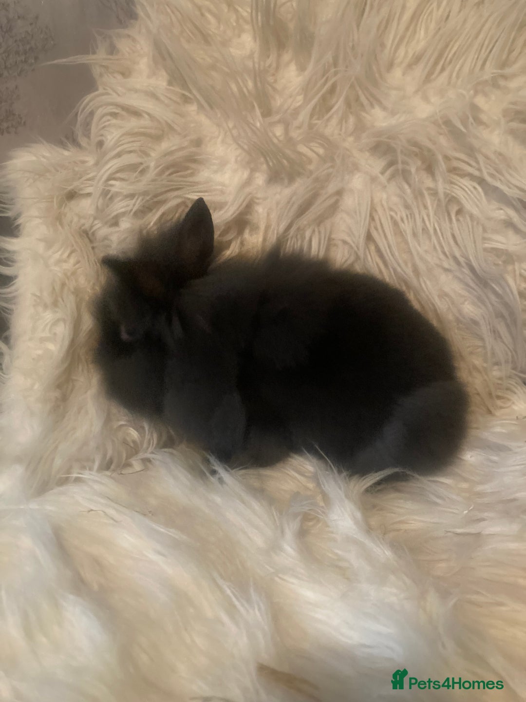 Lionhead rabbits for sale: Beautiful DoubleMane Lionhead Baby Bunnies/Rabbits - Image 15