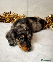 Miniature Dachshund dogs - Advert 4