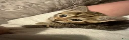 Bengal cats for sale: 4 month old F kitten  - Advert 4