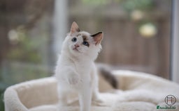 Ragdoll cats for sale: Rare colour GCCF kittens from Champion lines - Image 10