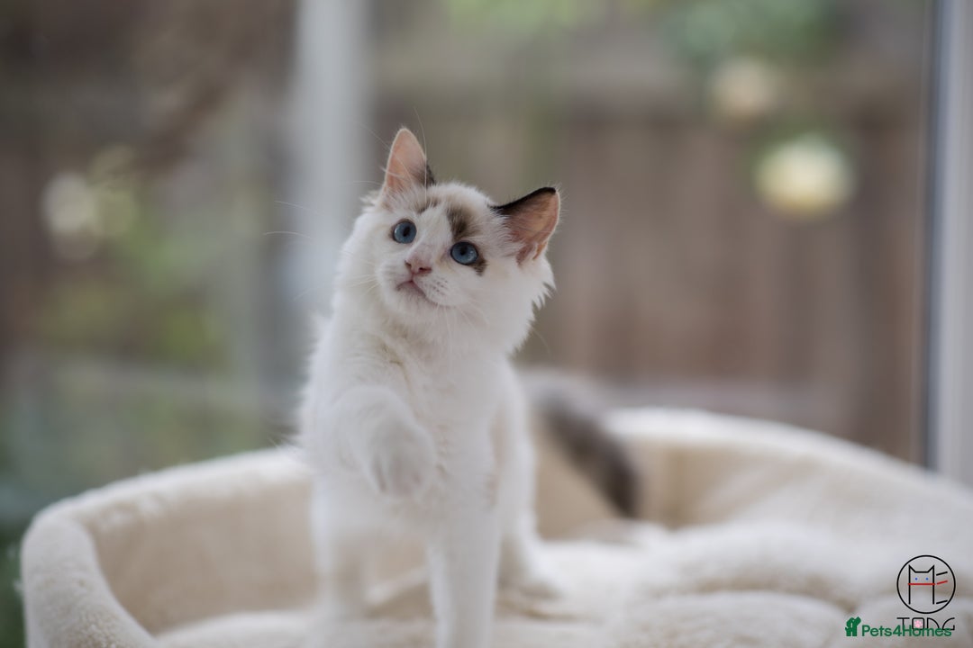 Ragdoll cats for sale: Rare colour GCCF kittens from Champion lines - Image 10
