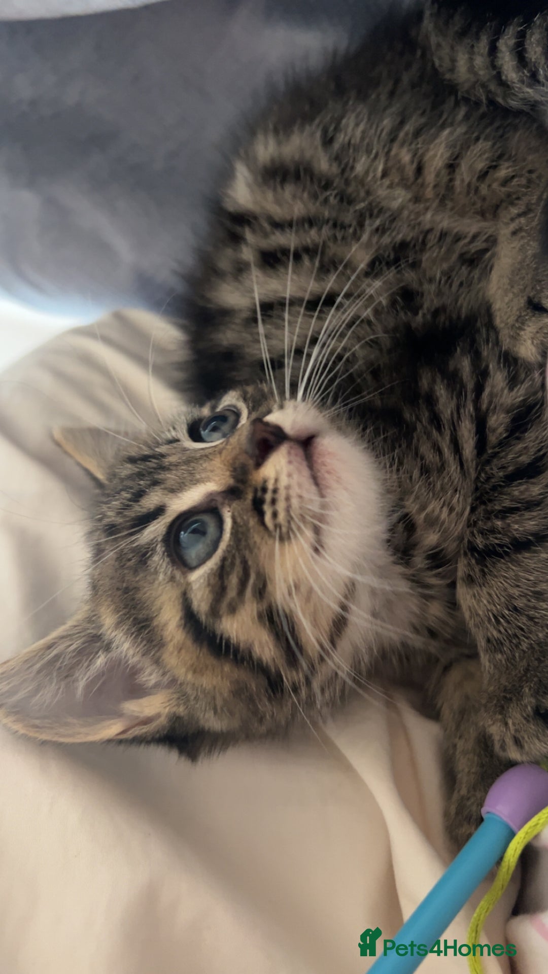 Bengal cats for sale: Bengal - Image 8