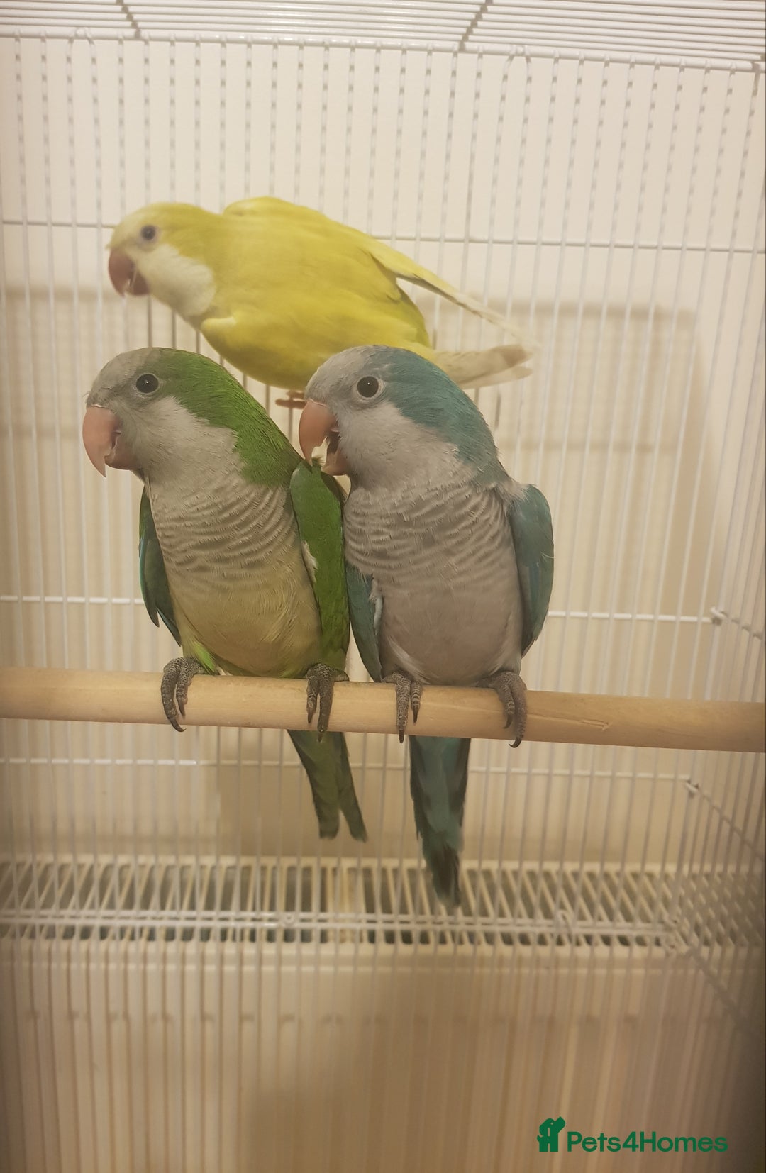 Parrots birds for sale: Xxx BIRDS/PARAKEETS/PARROTS xxX - Advert 36