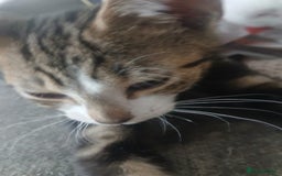 Domestic Shorthair cats for sale: 🐾 9 Beautiful Kittens - Image 11