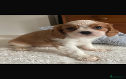 Cavalier King Charles Spaniel dogs for sale: Cavalier King Charles spaniels  - Image 7