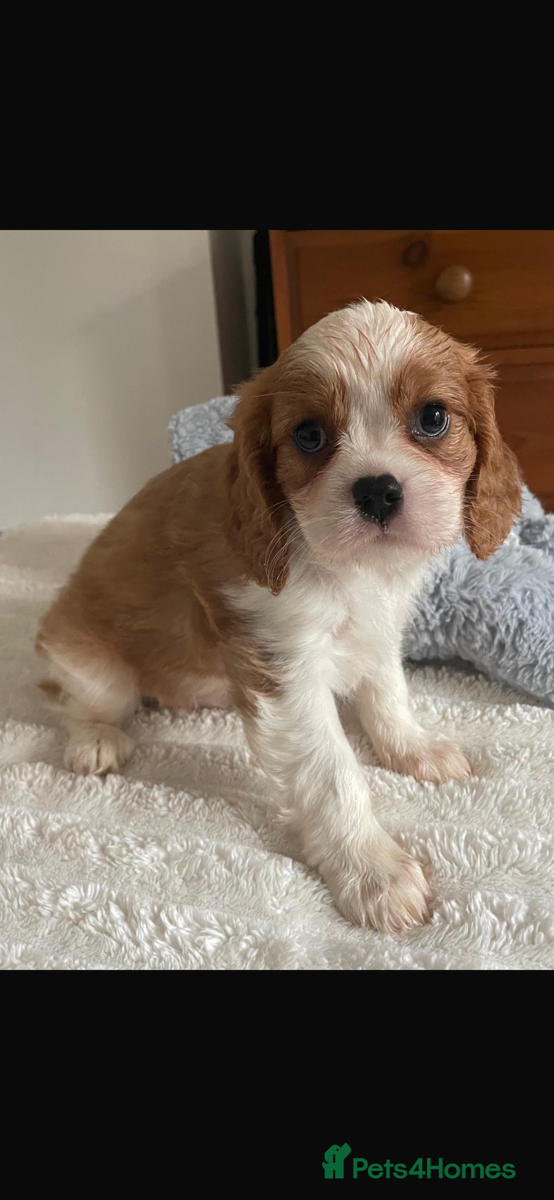 Cavalier King Charles Spaniel dogs for sale: Cavalier King Charles spaniels  - Image 7