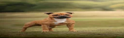 Staffordshire Bull Terrier dogs for stud: 🥨 Crufts Qualified Red SBT Stud 🥨 - Advert 2