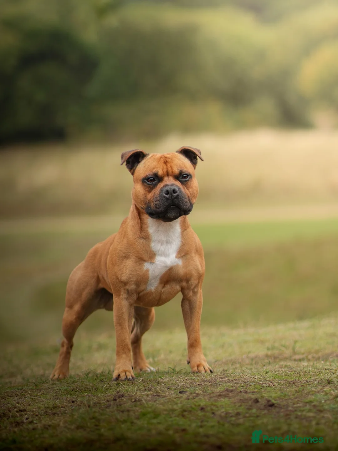Staffordshire Bull Terrier dogs for stud: 🥨 Crufts Qualified Red SBT Stud 🥨 - Advert 2