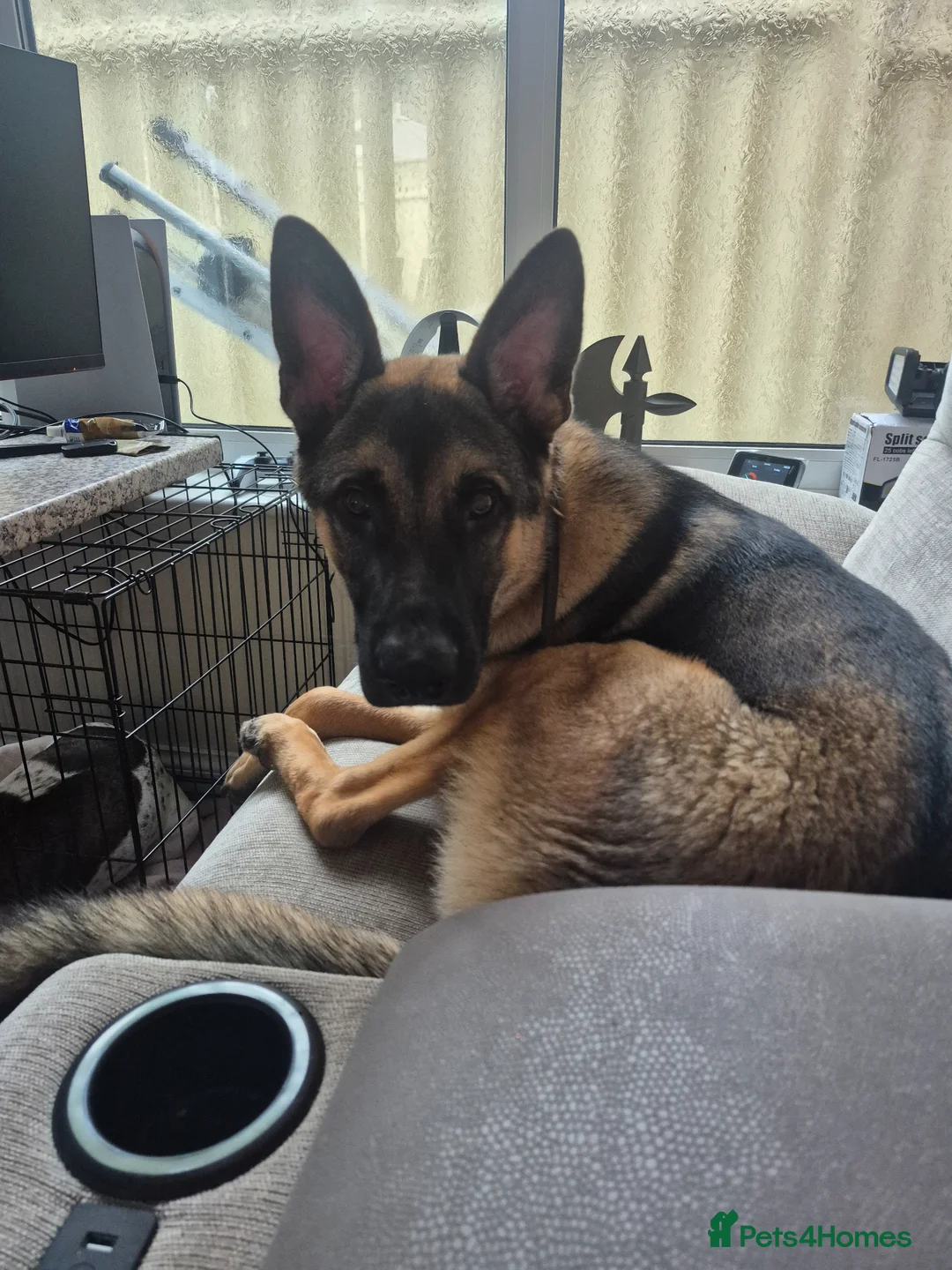 Belgian Shepherd Dog dogs for adoption: male belgian malinois called oscar - Advert 1