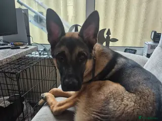 Belgian Shepherd Dog dogs male belgian malinois called oscar - Advert 1