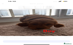 Cockapoo dogs for sale: Adorable cockerpoo puppies - Image 4