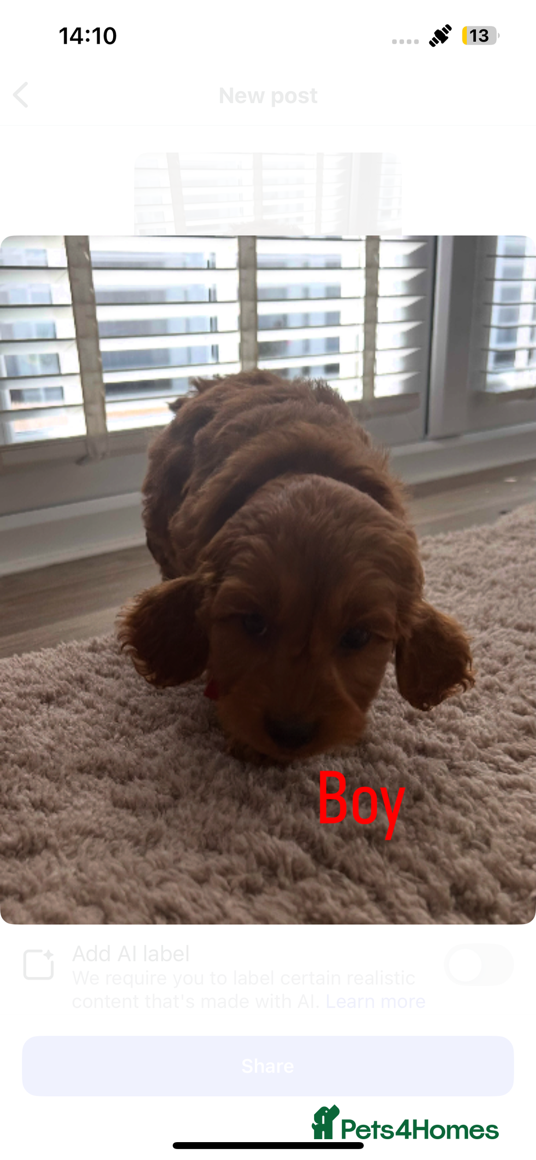 Cockapoo dogs for sale: Adorable cockerpoo puppies - Image 4