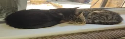 Mixed Breed cats for adoption: Black female rescue kitten needs a home in Hook - Advert 4