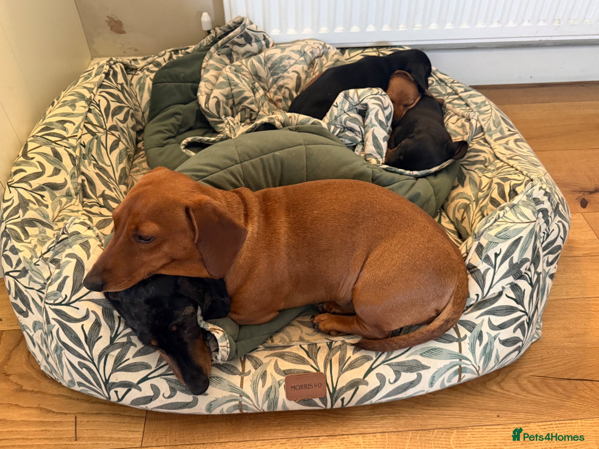 Miniature Dachshund dogs Meet Our Little Sausage Squad 🌭 - Advert 2