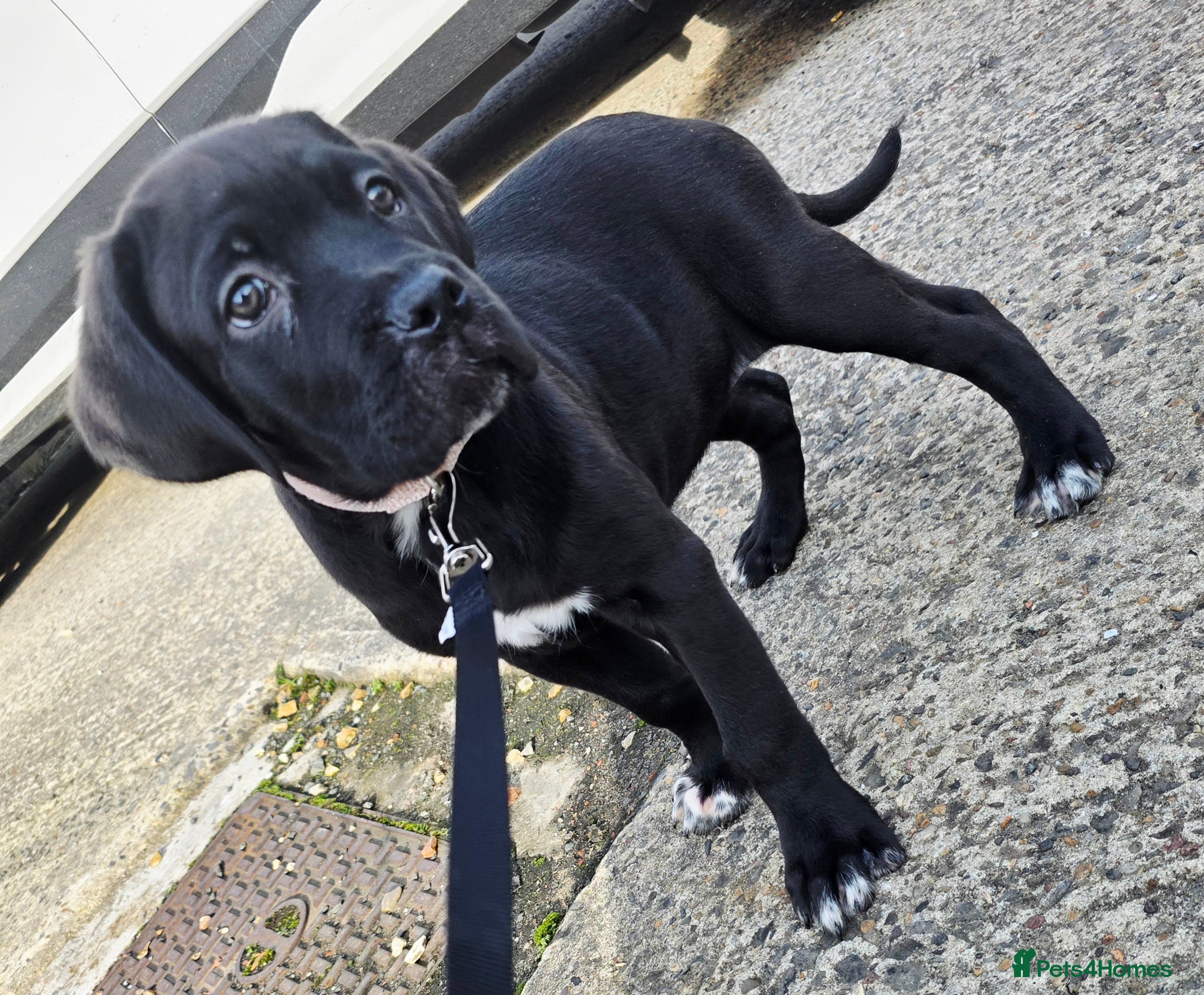 Cane Corso dogs 1 CHUNKY, BEAUTIFUL FEMALE CANE CORSO AVAILABLE! - Advert 5