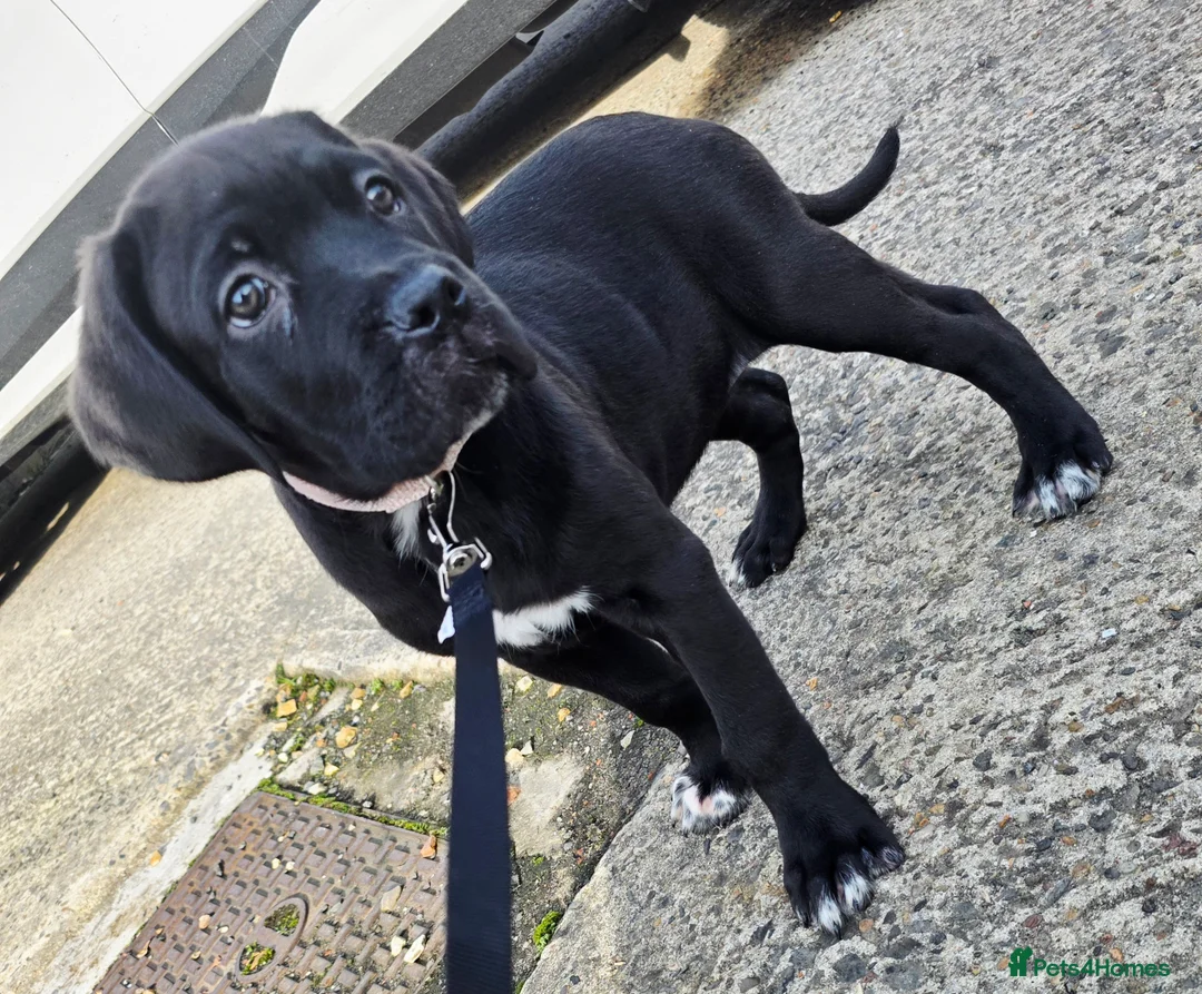 Cane Corso dogs for sale: 1 CHUNKY, BEAUTIFUL FEMALE CANE CORSO AVAILABLE! - Advert 2