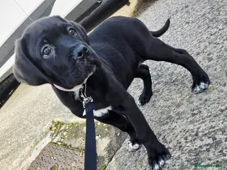 Cane Corso dogs 1 CHUNKY, BEAUTIFUL FEMALE CANE CORSO AVAILABLE! - Advert 5