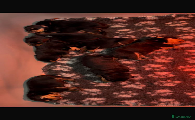 Rottweiler dogs - Advert 1