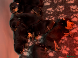 Rottweiler dogs - Advert 2