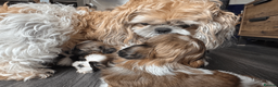 Shih Tzu dogs for sale: Pure-bred Shih tzu pups in Sutton - Advert 11