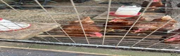 Chickens poultry for sale: 6 ISA Brown point of lay chickens  in Birmingham - Advert 2