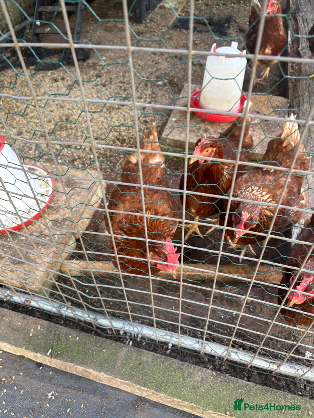 Chickens poultry for sale: 6 ISA Brown point of lay chickens  in Birmingham - Advert 2