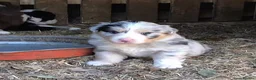 Australian Shepherd dogs for sale: Blue-Eyed Australian Shepherd Puppies Available in Welwyn Garden City - Advert 3