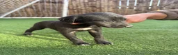 Mixed Breed dogs for sale: Bedlington Whippets - Advert 12