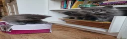 British Longhair cats for sale: Gorgeous British Blue longhair kittens - Advert 24