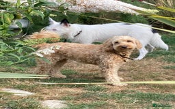 Mixed Breed dogs for adoption: 💖🐶 ATHENA 🐶💖 - Image 22