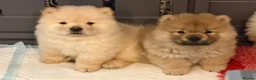 Chow Chow dogs for sale: Beautiful KC Registered Chow Chow Puppies  - Advert 15