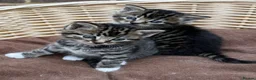 Mixed Breed cats for sale: Beautiful Tame Friendly Kittens for sale - Advert 11