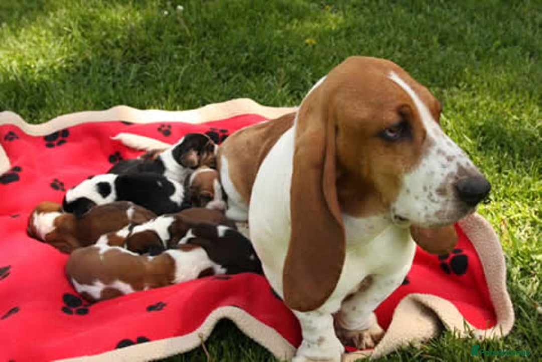 Basset Hound dogs for sale: basset hound puppies - Image 4