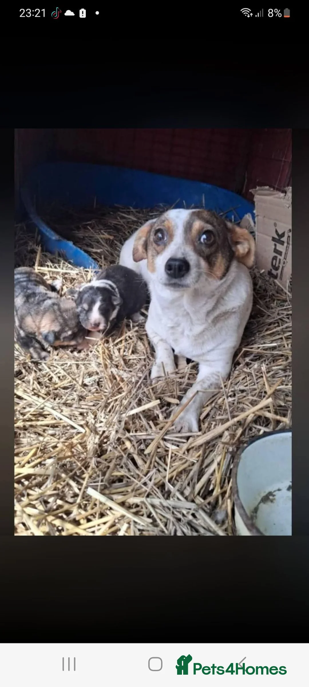 Mixed Breed dogs for adoption: Daisy 6kg  in Nottingham - Advert 6
