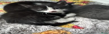 Mixed Breed 4