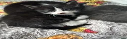 Mixed Breed cats for sale: Kittens for sale - Advert 4
